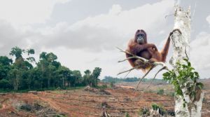 orangutan palm forest