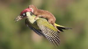 weasel on woodpecker